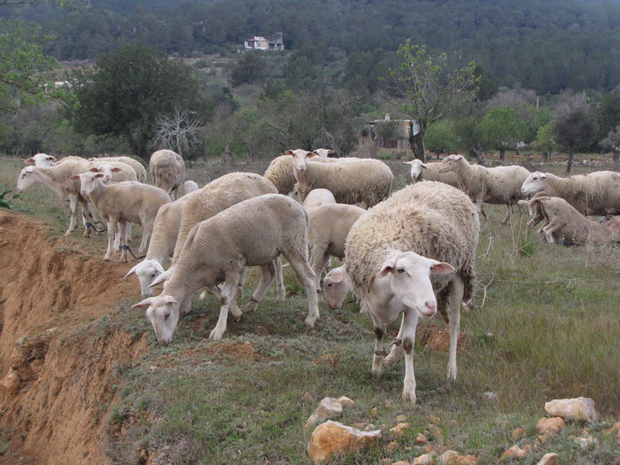 Reserva natural Es Amunts Ibiza